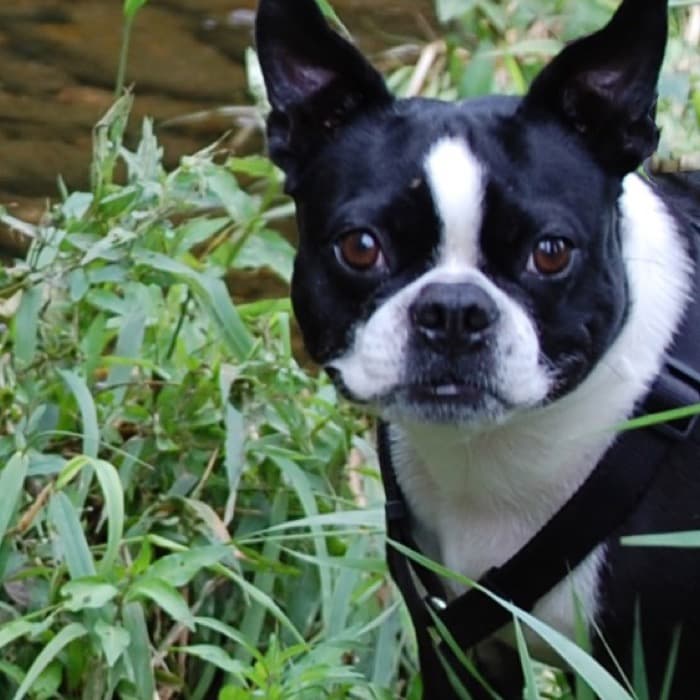 Arlo the Boston Terrier