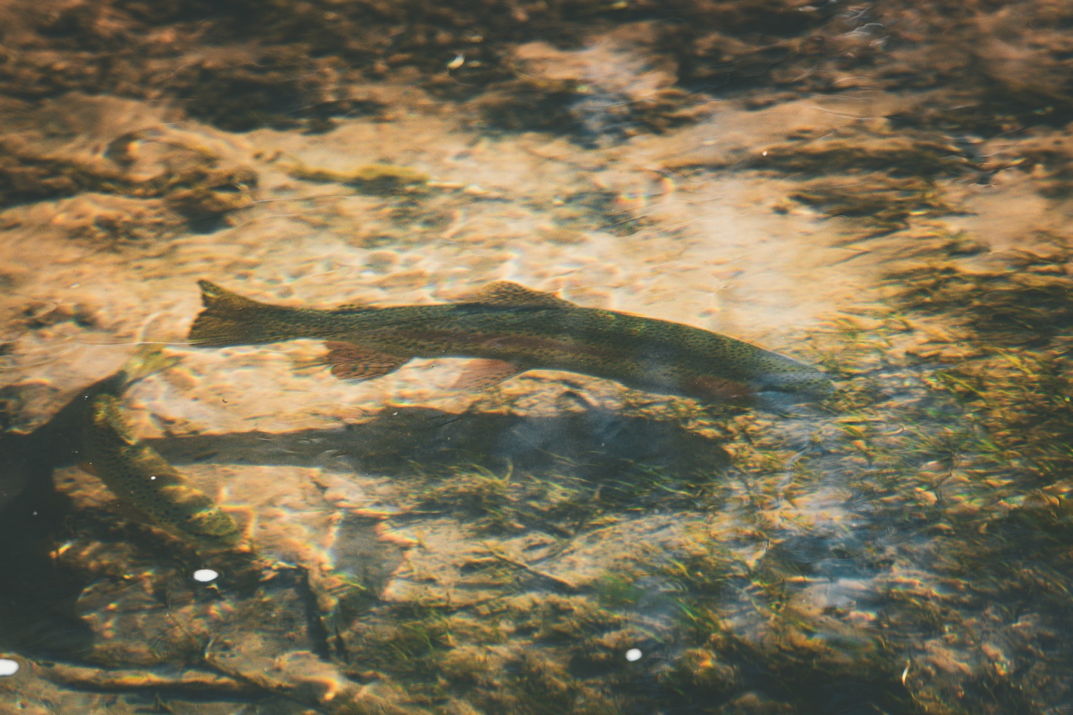 Trout under the water - product context